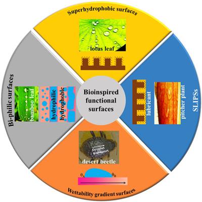 Perspectives on Bioinspired Functional Surfaces for Heat Transfer Enhancement via Dropwise Condensation